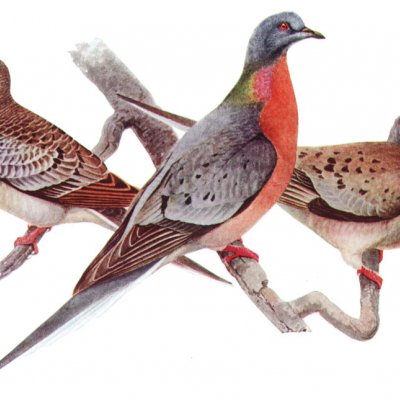 Passenger Pigeon. Credit: Louis Agassiz Fuertes